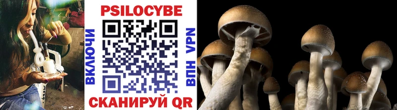 Галлюциногенные грибы Psilocybe Новоалександровск